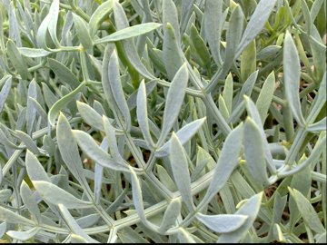 Sulla lava vicino al mare - Crithmum maritimum